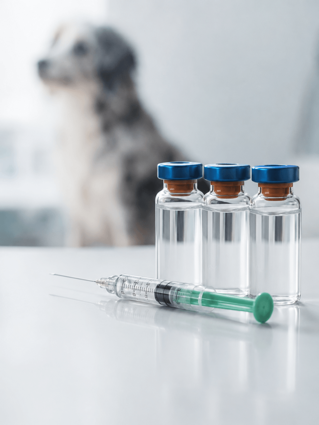 Editorial pharma image — veterinary APIs